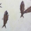 Five Beautiful Knightia Fossil Fish On Wide Slab #62674-2